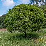 Appartement Quinta Biologica, Com Vista, Na Serra De *