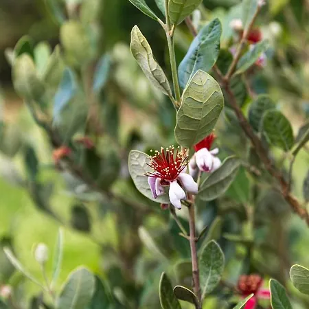 Quinta Biologica, Com Vista, Na Serra De Apartmán Sintra