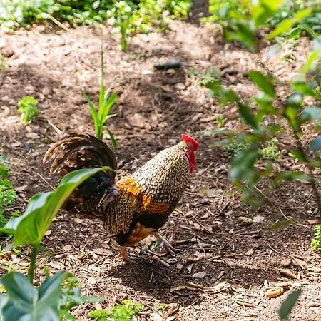 Quinta Biologica, Com Vista, Na Serra De * Sintra