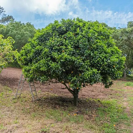 Apartmán Quinta Biologica, Com Vista, Na Serra De Sintra