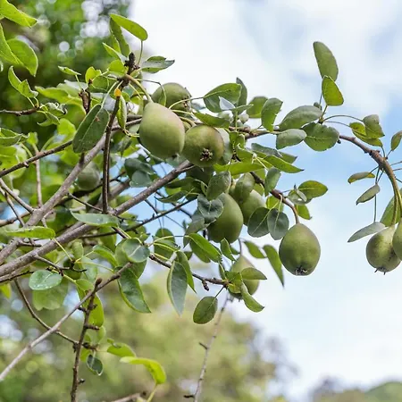 Apartamento Quinta Biológica, Com Vista, Na Serra De Sintra