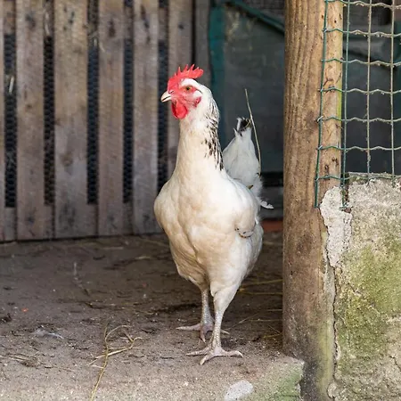 Apartamento Quinta Biológica, Com Vista, Na Serra De *