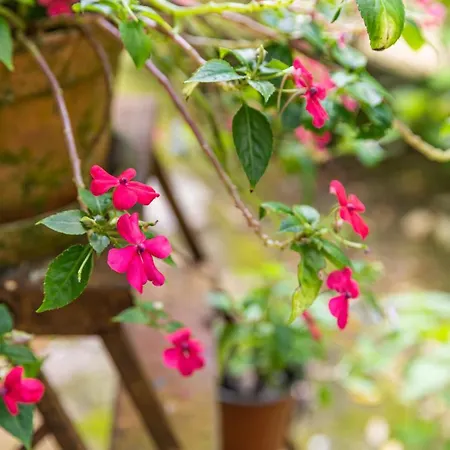 Quinta Biológica, Com Vista, Na Serra De Apartamento
