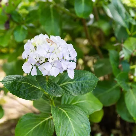 Quinta Biologica, Com Vista, Na Serra De