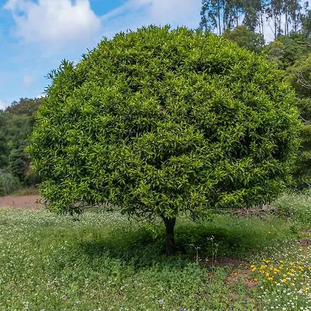 Apartamento Quinta Biológica, Com Vista, Na Serra De *