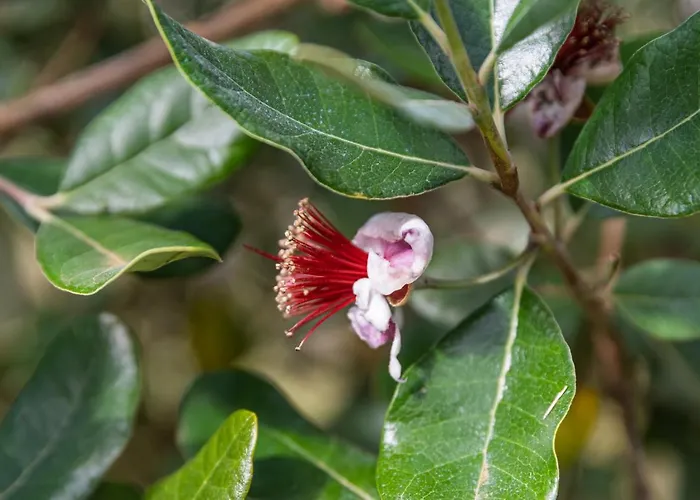 Quinta Biologica, Com Vista, Na Serra De 신트라