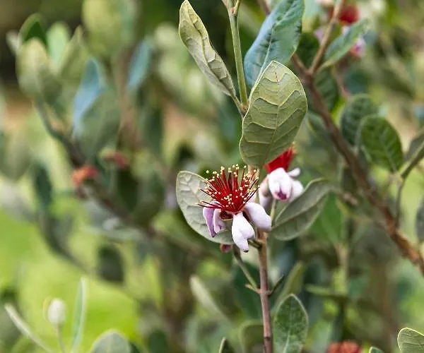 Quinta Biologica, Com Vista, Na Serra De Appartement Sintra