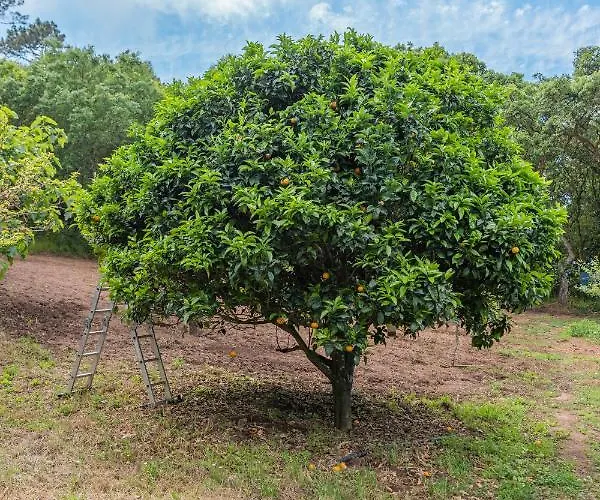 Apartament Quinta Biologica, Com Vista, Na Serra De Sintra