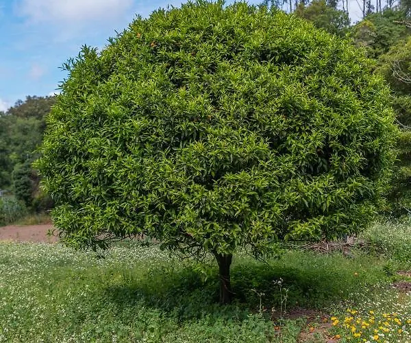 아파트 Quinta Biologica, Com Vista, Na Serra De *